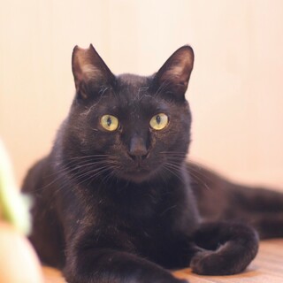 人だいすきゴロゴロごろりくん