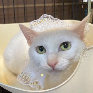 大人しい白猫美人ママ　リリちゃん