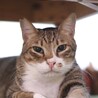 猫モテイケにゃんメムくん サムネイル2