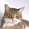 猫モテイケにゃんメムくん