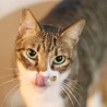 猫モテイケにゃんメムくん