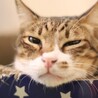 猫モテイケにゃんメムくん サムネイル6