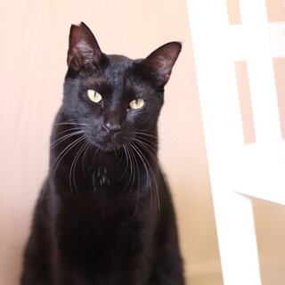 クール系男子まつばくん