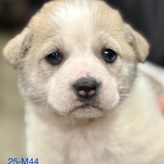 25-M44　お目目パッチリ可愛いです♪