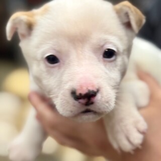 25-W47　可愛い仔犬ちゃん♪