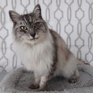 【3/16芝浦】撫でも抱っこも大好き！穏やかお膝猫