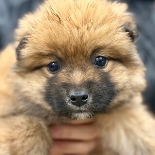 25-W49　モフモフ可愛い赤ちゃんワンコ♪