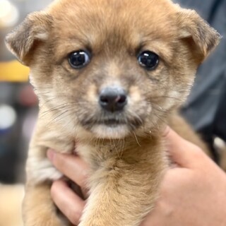 25-W50　ベビーワンワンです。可愛い♪