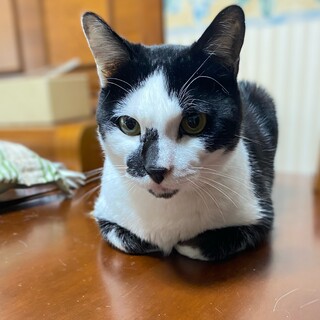 ブサカワ？白黒の男の子　リオン