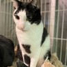 穏やかな白黒の男の子　モアノー