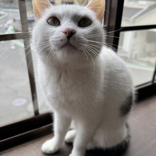 1歳　三毛　女の子