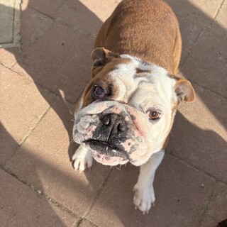 3歳のブルドッグ