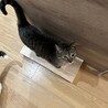 【小豆島の保護猫】かわいいお顔のキジトラちゃん♀
