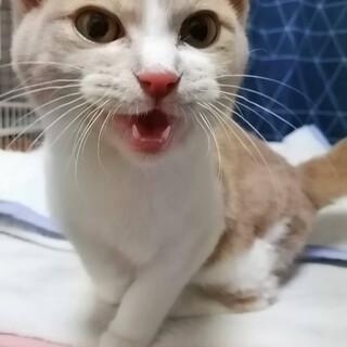 3本脚でも元気いっぱい！