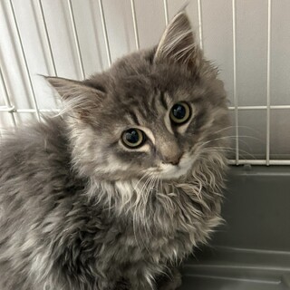 グレーのふわふわの長毛が可愛い★マーシャル