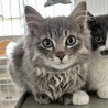 グレーのふわふわの長毛が可愛い★マーシャル サムネイル2