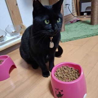 優しい穏やかな黒猫ヤマト1歳位