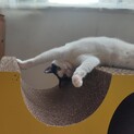 少しビビりですが穏やかで優しい子です