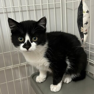 鼻のマークがチャームポイント★ベンジーくん