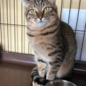 猫の休憩所☆ぽろすけ