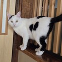 猫の休憩所☆しじみ