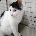 生後6ヶ月 の 子猫 の 里親を探しています！2