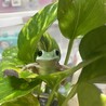かほぶぅ