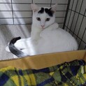生後6ヶ月 の 子猫 の 里親を募集しています！3