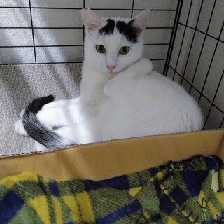 生後6ヶ月 の 子猫 の 里親を募集しています！3