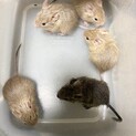 2月14日生まれのデグーベビー達