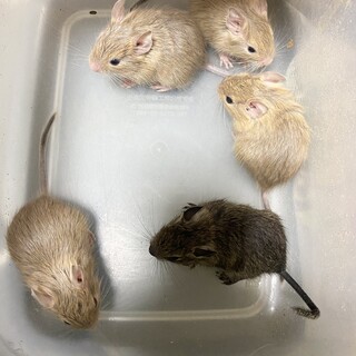 2月14日生まれのデグーベビー達