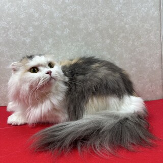 スコティッシュ施設入居の為！至急里親募集❤ジュリア