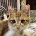 遊び盛りの甘えん坊　アキナ(仮)くん