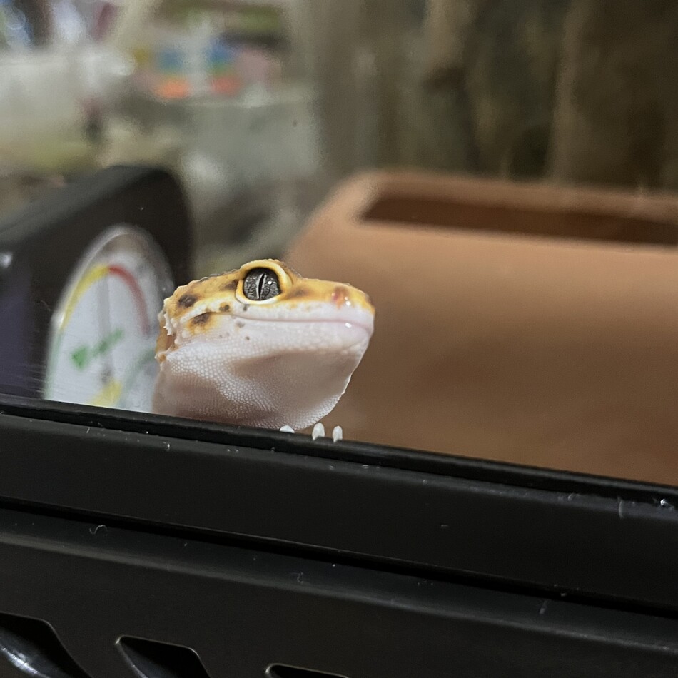 バオシーのカバー写真