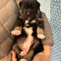 2/2生まれ・クロミちゃん