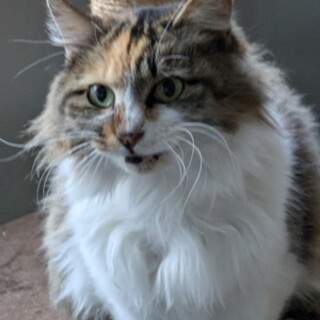 長毛の三毛猫、アカリちゃん