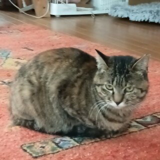 人懐っこい麦わら女子１歳