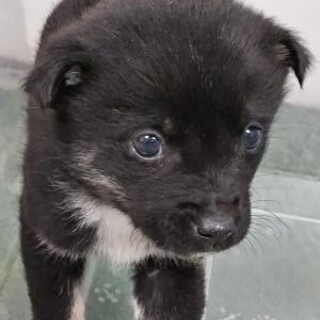緊急！生後1ケ月の可愛い子犬　3月13日迄
