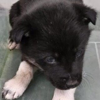 緊急！生後1ケ月の可愛い子犬　3月13日迄