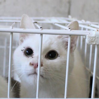 目ヂカラつよつよの可愛いブランカくん☆