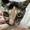 TNRで保護した5きょうだい子猫⭐︎ココちゃん サムネイル2