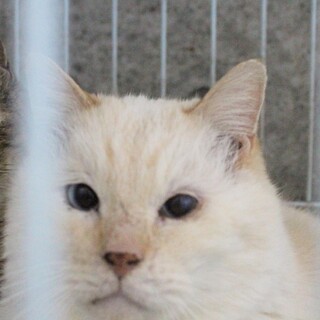 淡く優しい色合いの男の子、ミルキーくん