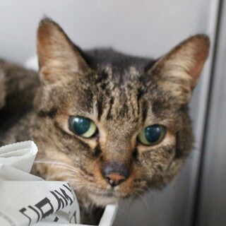 箱入り娘のキジトラのよもぎちゃん