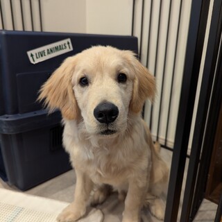 里親募集になります。