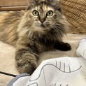 ☆奄美大島出身☆ベルちゃん