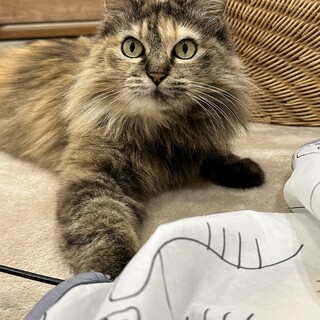 ☆奄美大島出身☆ベルちゃん