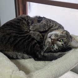 わんにゃん譲渡会