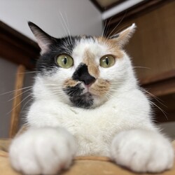 わんにゃん譲渡会