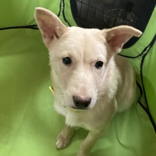 保健所からレスキュー！　甘えん坊のロイ君