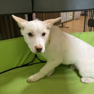 保健所からレスキュー！　明るいリズちゃん